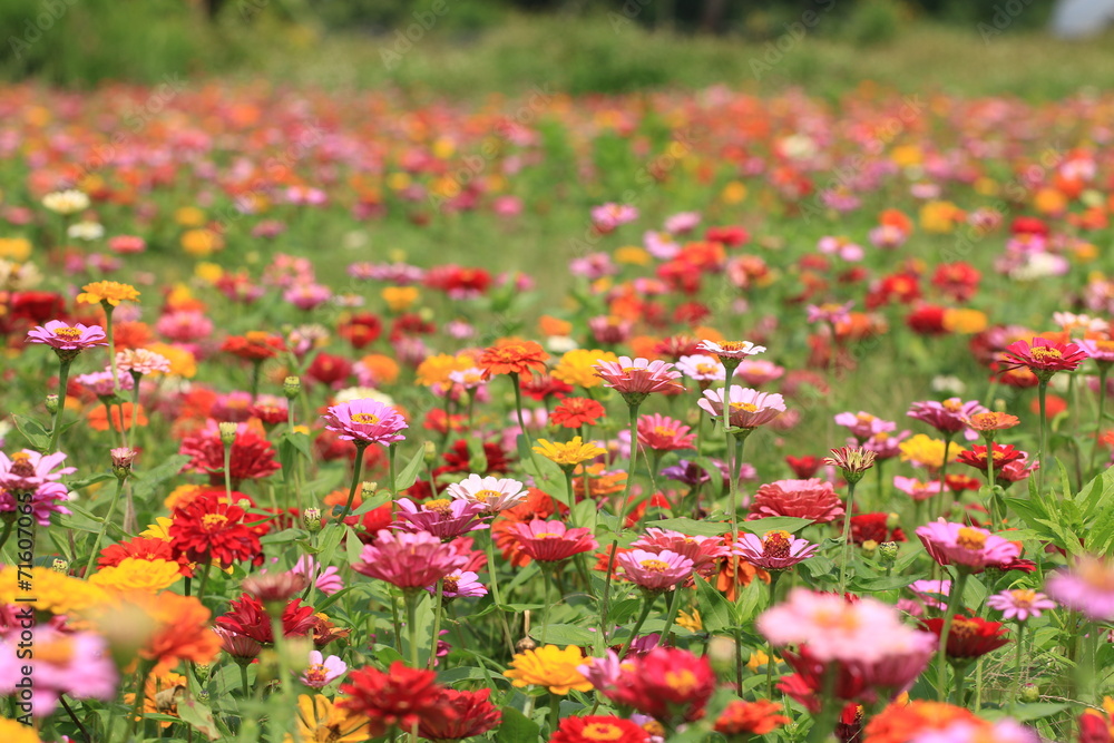 Zinnia flowers