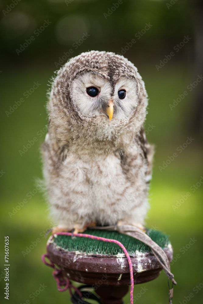 Obraz premium Close up of a baby Tawny Owl (Strix aluco)