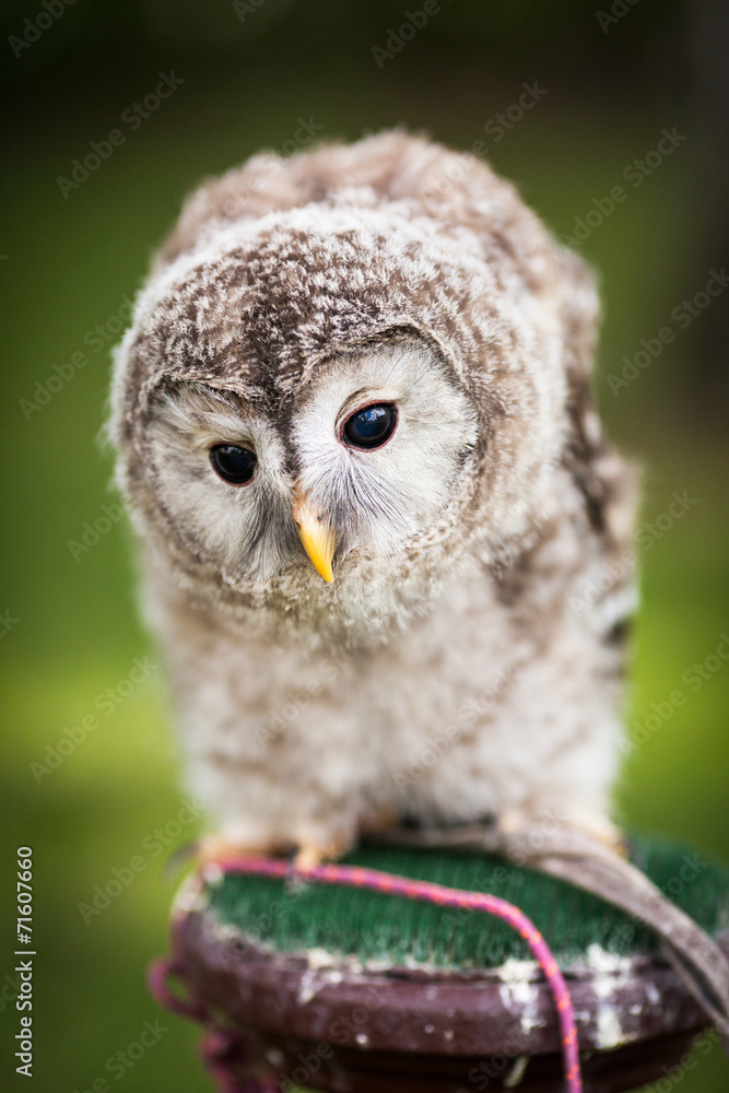 Close up of a baby Tawny Owl (Strix aluco) Close up of a baby Tawny Owl (Strix aluco)