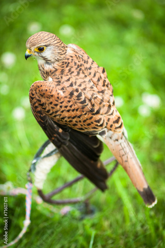 Common Kestrel - Falco tinnunculus