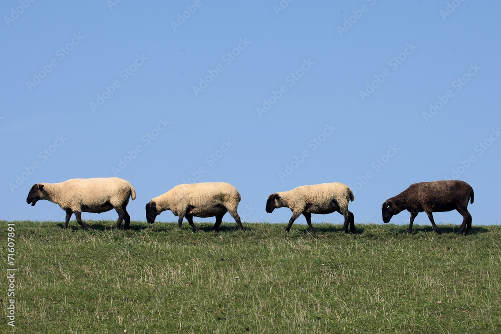 Obraz premium schwarzes Schaf