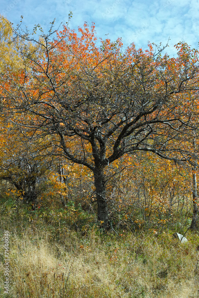 Fototapeta premium Spooky tree