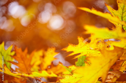 Abstract foliage background  beautiful tree branch in autumnal f