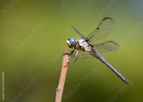 Dragonfly with a blue heard hanging on a stick with a green background outdoors.