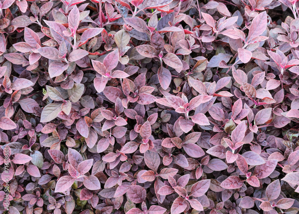 Red leaf background Red leaf background