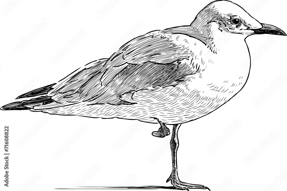 Fototapeta premium gull on the one leg