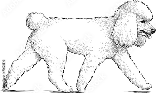 white poodle