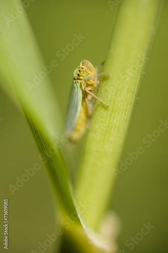 Small cicada hiding between a leaf and stalk