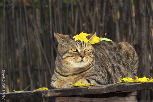 Толстый кот во дворе photo