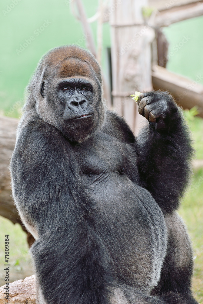 Obraz premium Gorilla in cattività