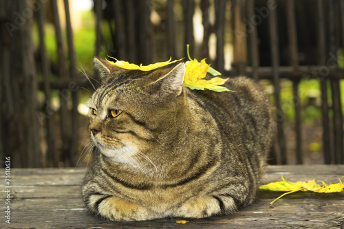 Толстый кот во дворе photo