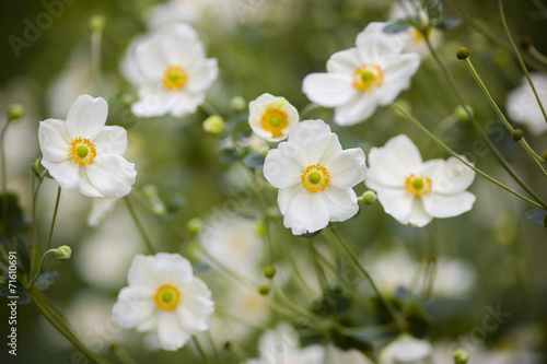 Ornamental white flowers © alessandrozocc