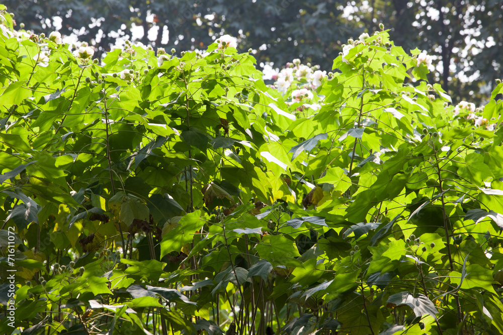 Park in Jiangyin Park in Jiangyin