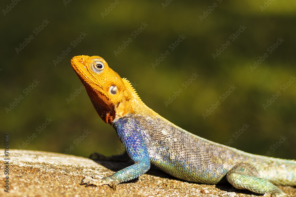 Agama al sole Agama al sole