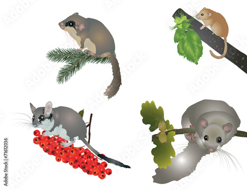 Canvastavla Dormouse