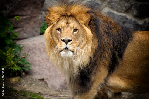 Lion.