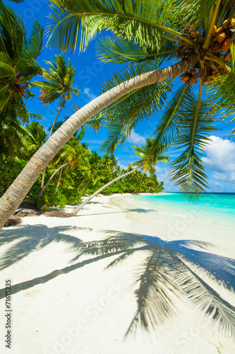 Rest in Paradise - Malediven - Palme, Palmenschatten, Himmel und