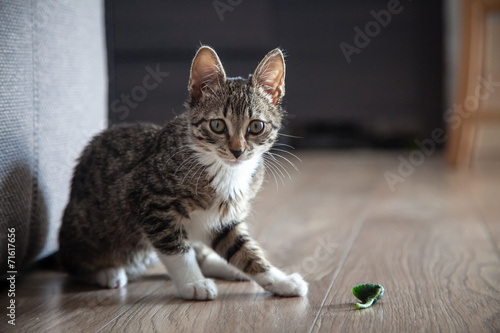 Small grey pet kitten playing indoor