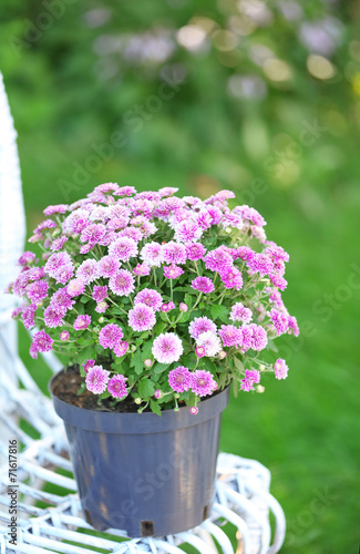 Lilac flowers on wicker chair on green garden background