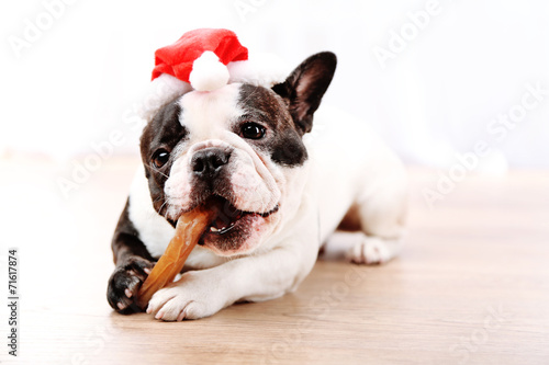 Fototapeta Naklejka Na Ścianę i Meble -  French bulldog with Santa hat in room