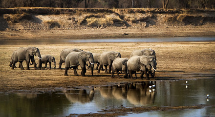 Papier peint photo Éléphant Éléphants traversant une rivière aride  © dmussman