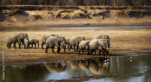 Large elephant herd crossing river in arid landscape #71621245