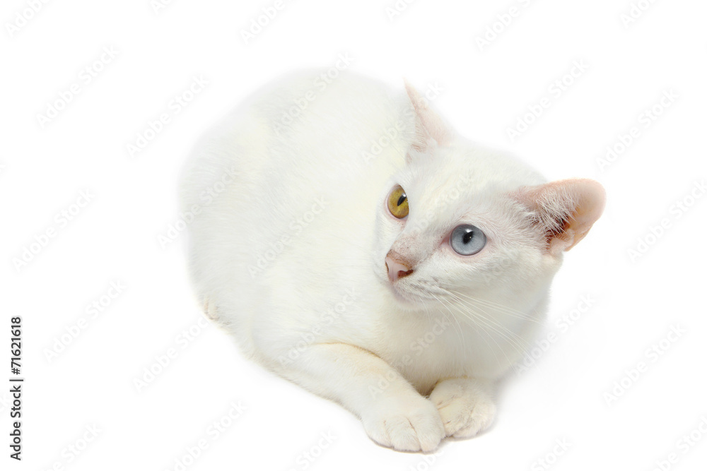 Two color eyes white cat