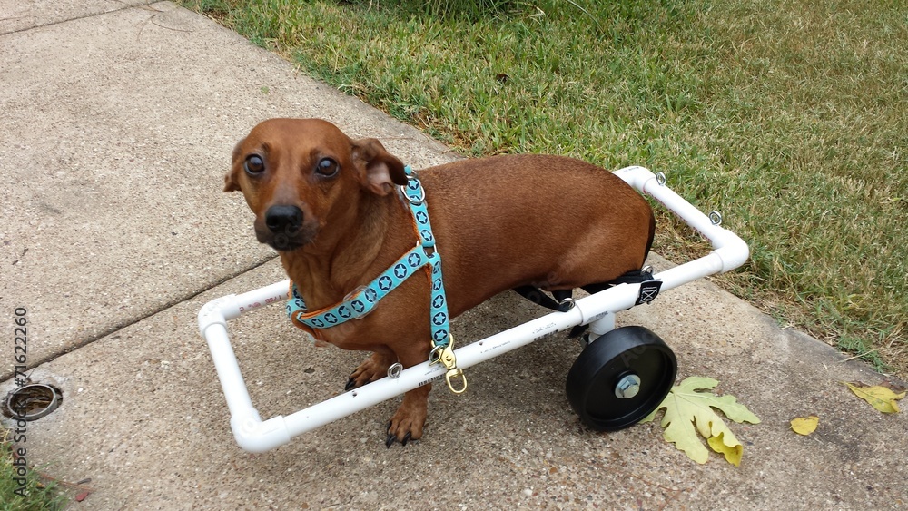 Paraplegic dog wheelchair Stock Photo | Adobe Stock