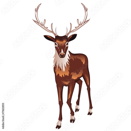 Brown Deer