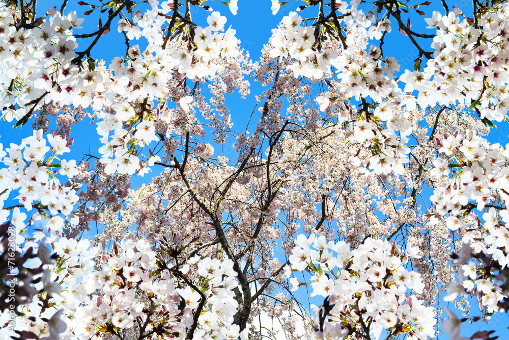 Sakura season, Kyoto, Japan