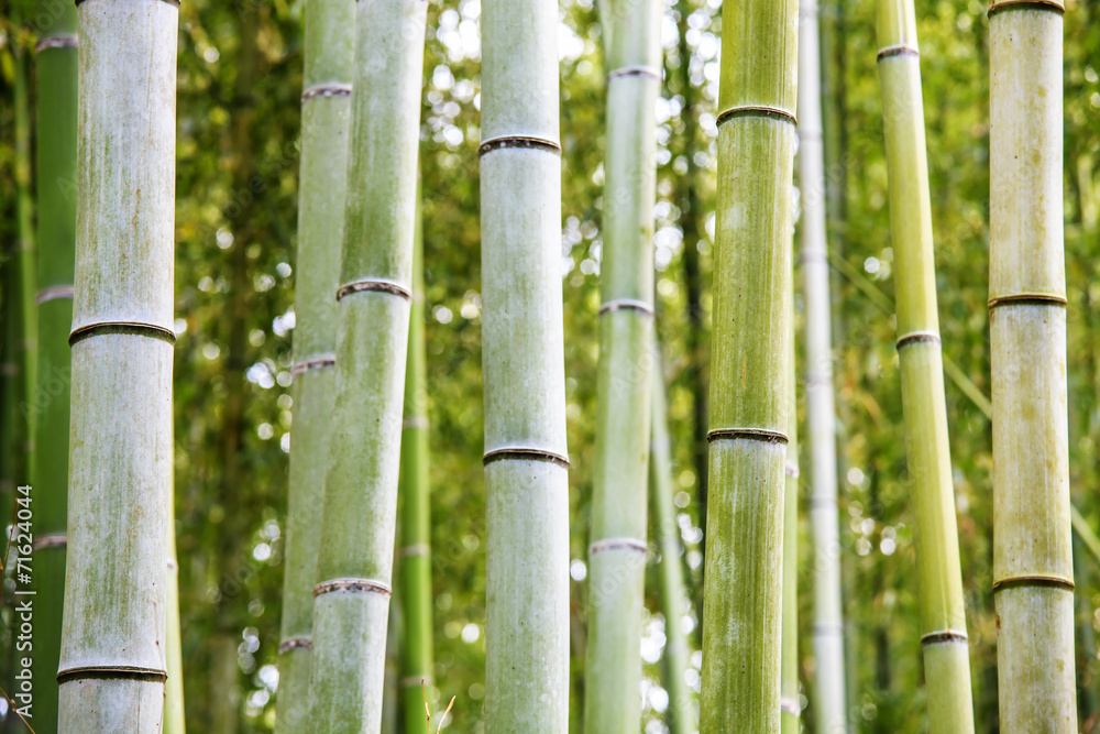 The Bamboo Grove in Arashiyama The Bamboo Grove in Arashiyama