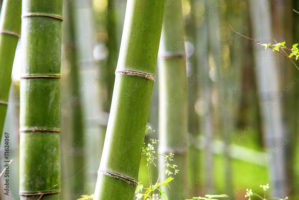 The Bamboo Grove in Arashiyama The Bamboo Grove in Arashiyama