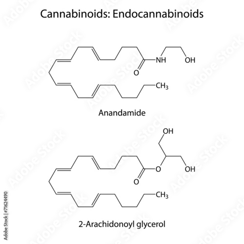 Endocannabinoids - signaling molecules
