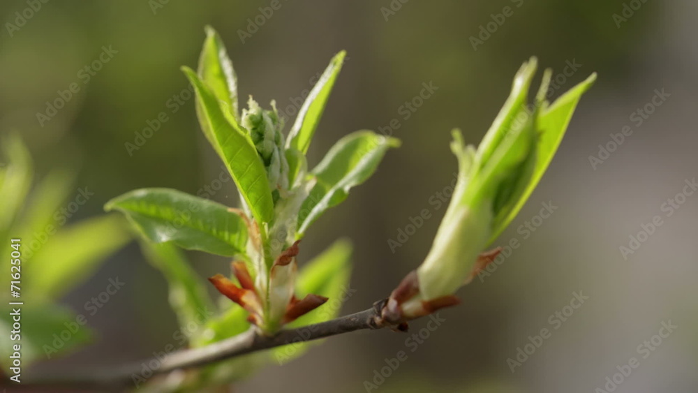 new bird-cherry leaves in morning spring sunlight, made from raw new bird-cherry leaves in morning spring sunlight, made from raw
