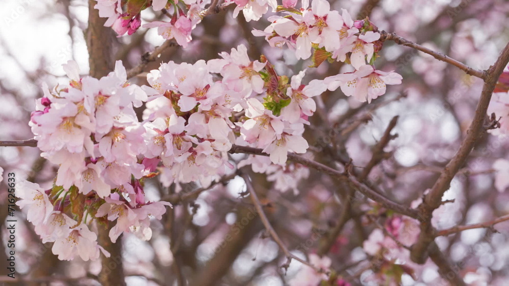 close up video of sakura cherry blossom, made from raw video close up video of sakura cherry blossom, made from raw video