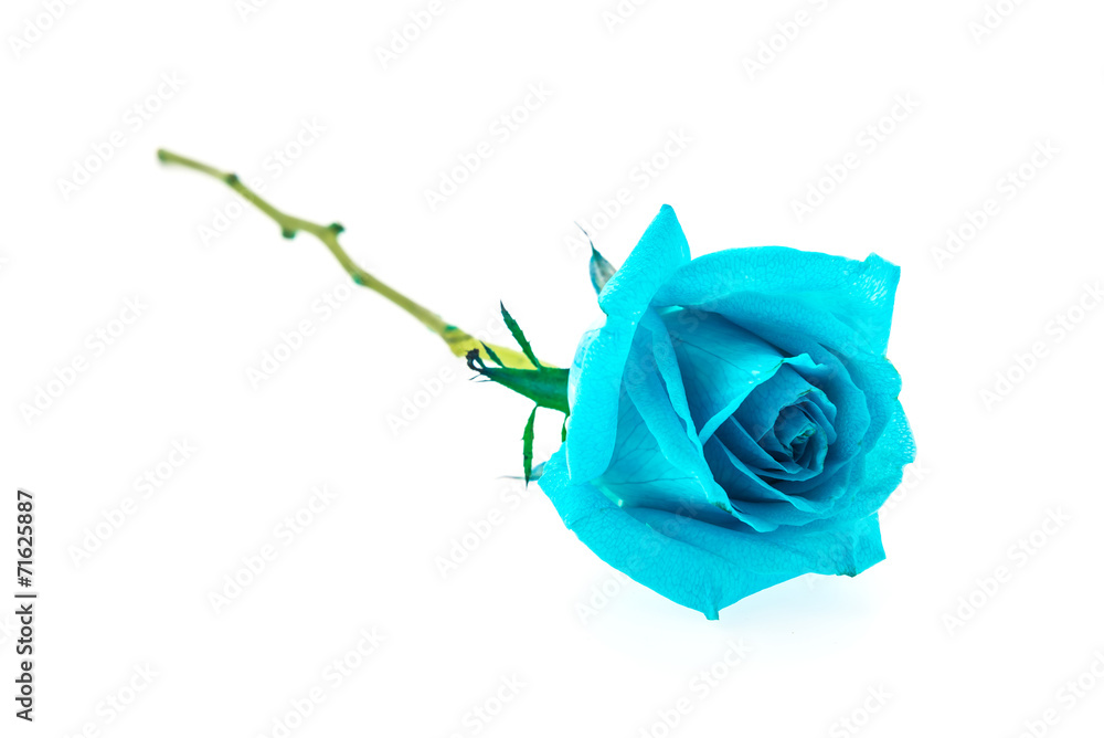 Blue rose Blue rose