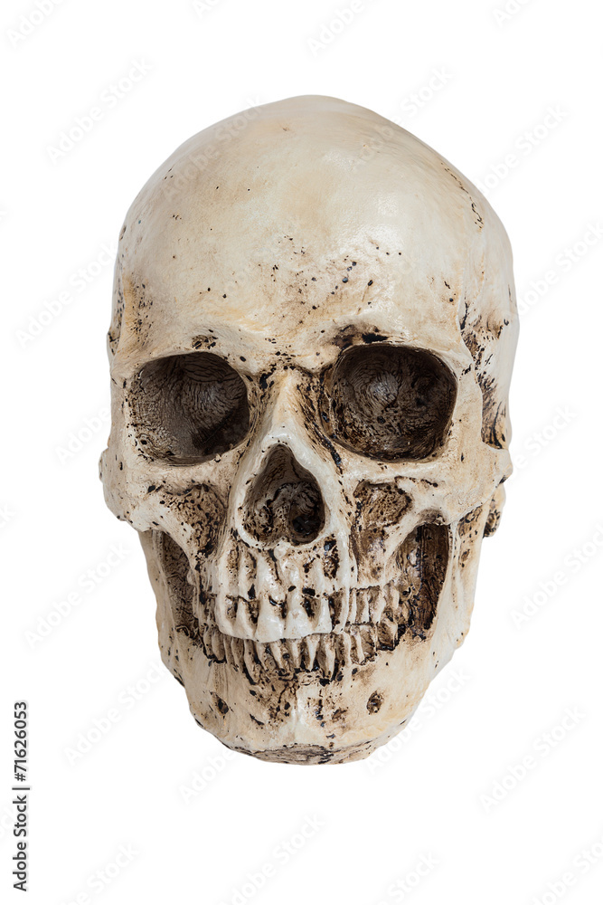 Obraz premium Isolated human skull on white