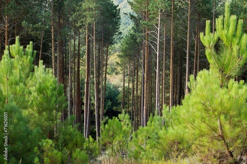 Bosque de Pino silvestre. Pinus sylvestris. photo