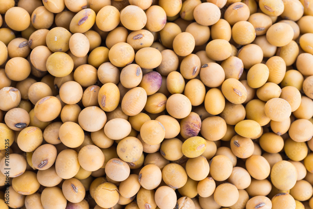 Soybean isolated on white background Soybean isolated on white background