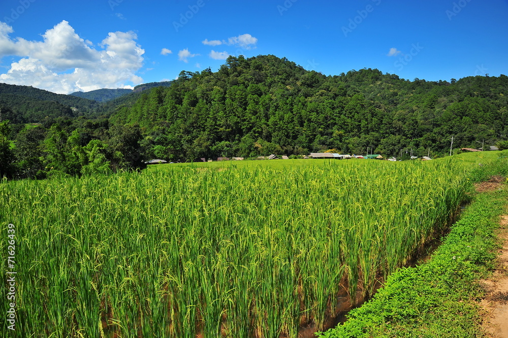 Fototapeta premium Rice Paddy Fields