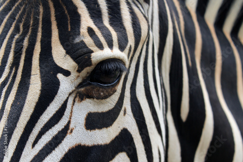 Close-up of zebra head and body #71626640