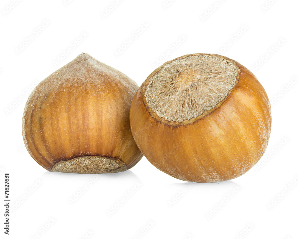 Hazelnuts isolated on a white background Hazelnuts isolated on a white background