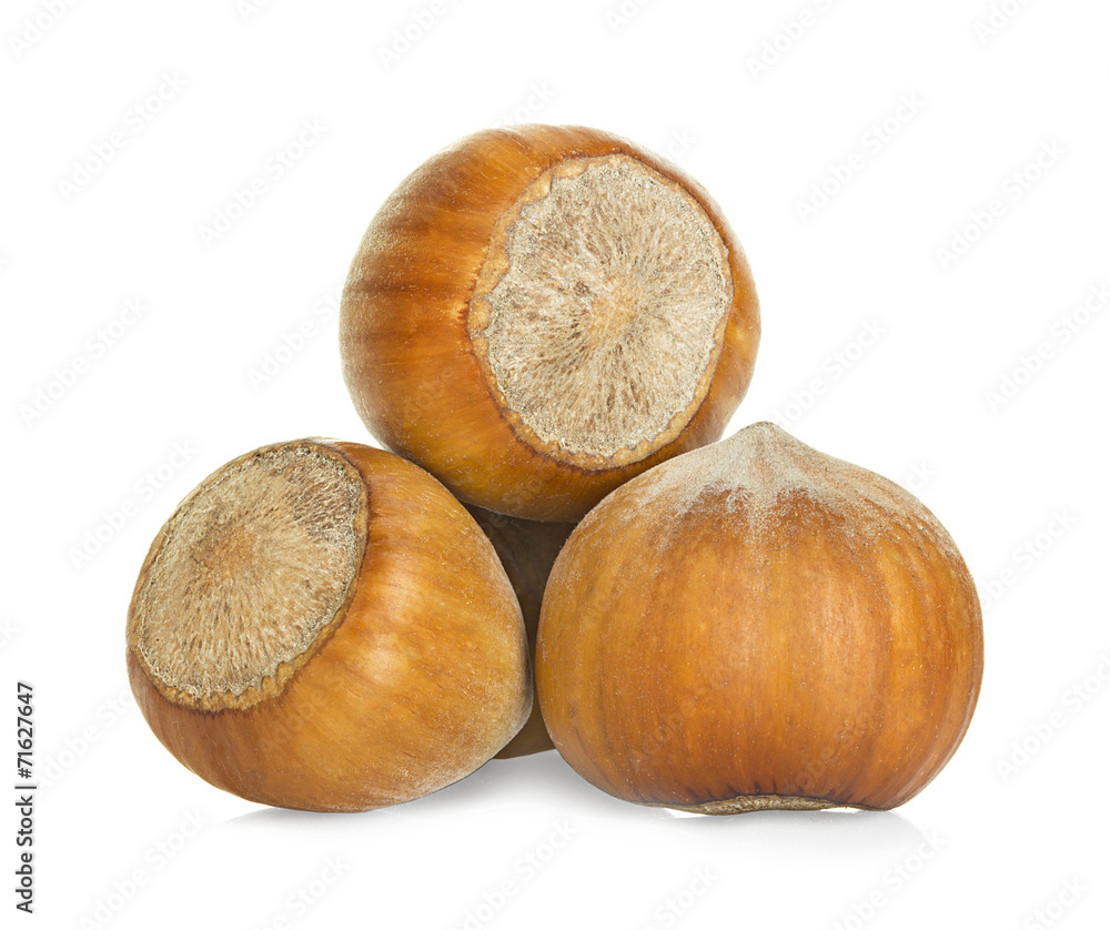 Hazelnuts isolated on a white background Hazelnuts isolated on a white background