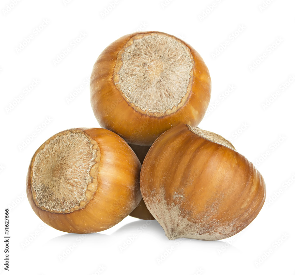 Hazelnuts isolated on a white background Hazelnuts isolated on a white background