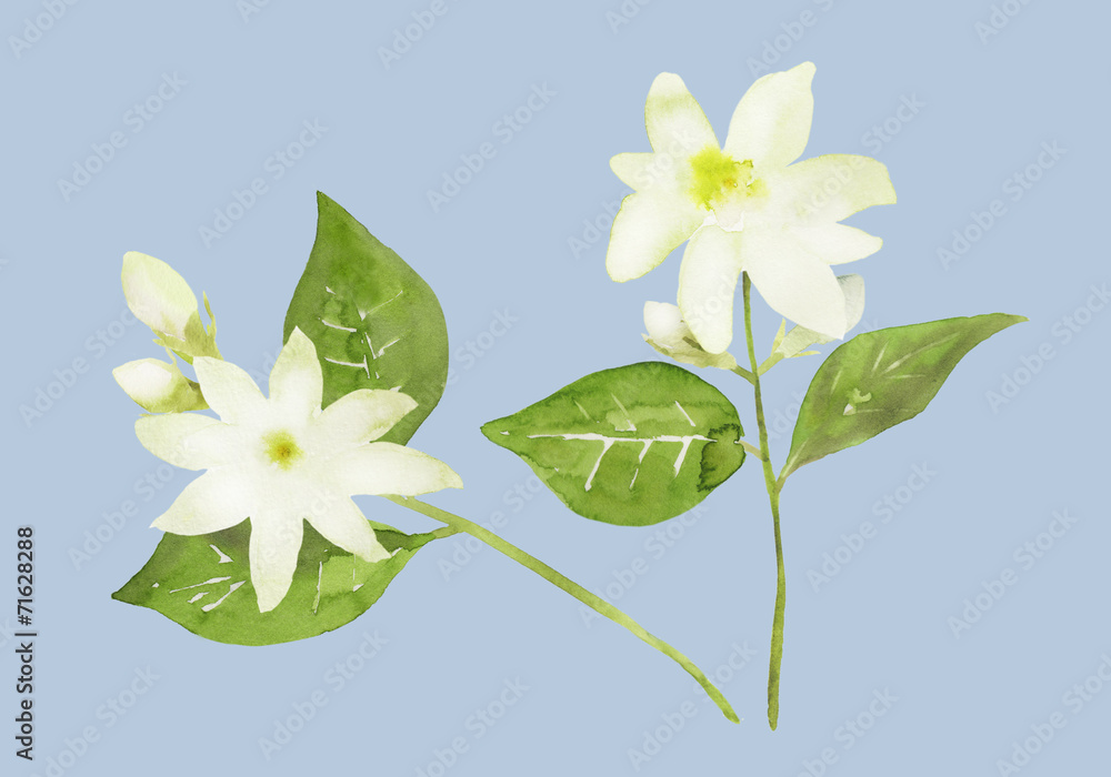 白いジャスミンの花 水彩イラスト Stock Illustration Adobe Stock