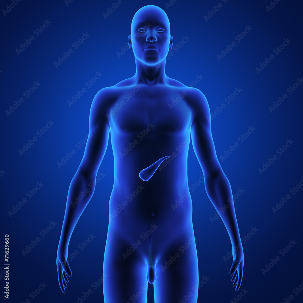 Pancreas Pancreas