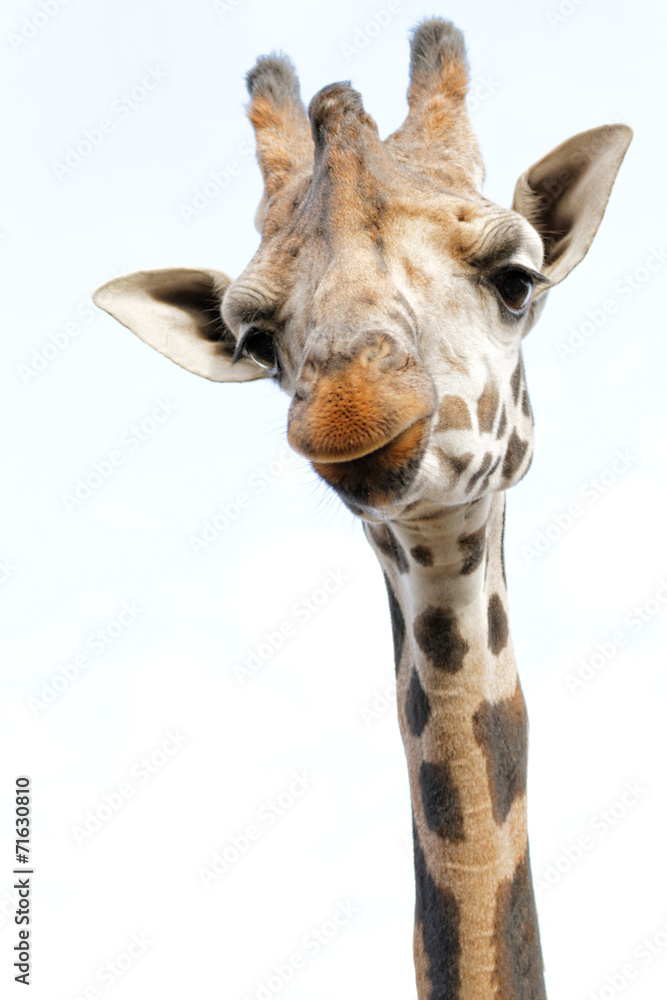 Fototapeta premium Giraffe
