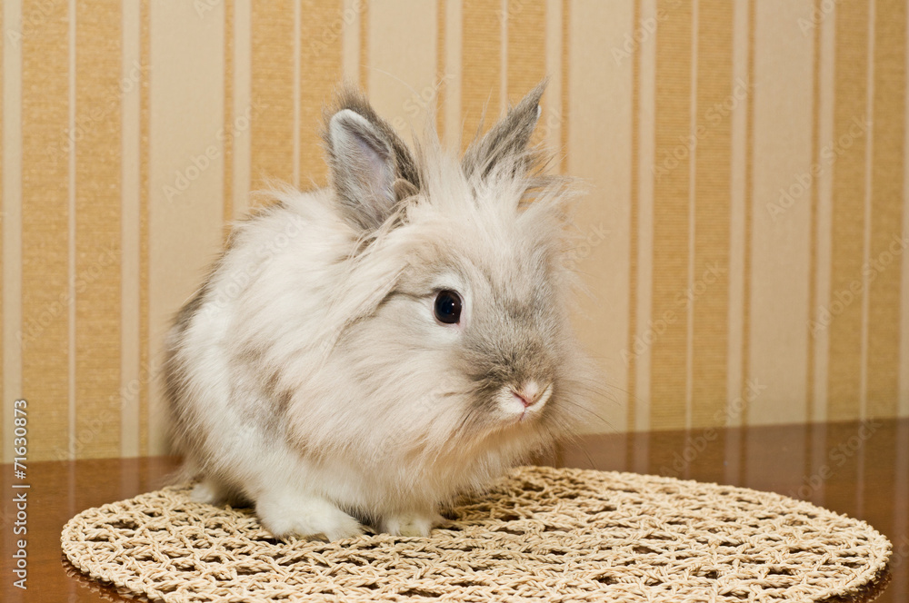 Obraz premium Rabbit