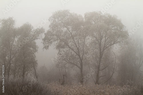 Foggy morning