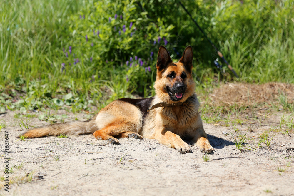 Fototapeta premium IMG_1601q